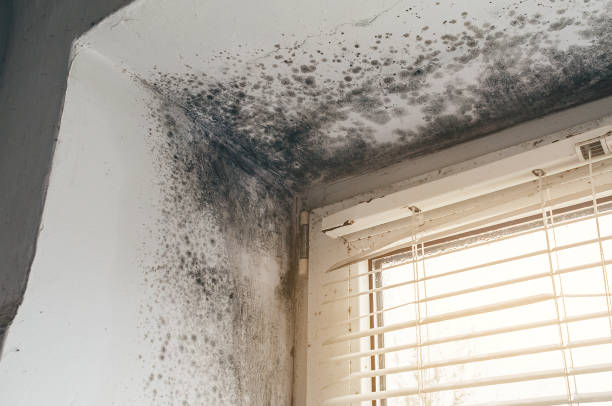 Affordable Mold Remediation solutions in North Bonneville, WA